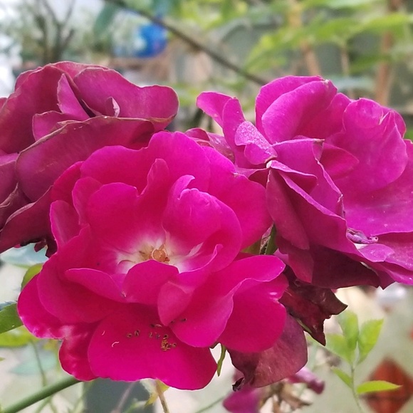 Meet your Posher, Eden - Picture 1 of 1